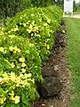 Flowering hedge