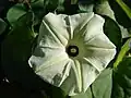 Ipomoea obscura