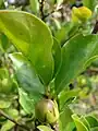 Brunfelsia australis : ripening coriaceous berry, showing accrescent calyx.