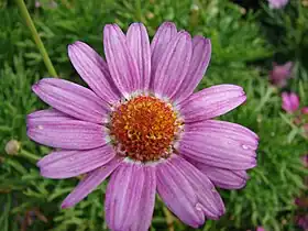 Brownish central florets, pink rays