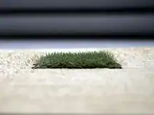 Static Grass