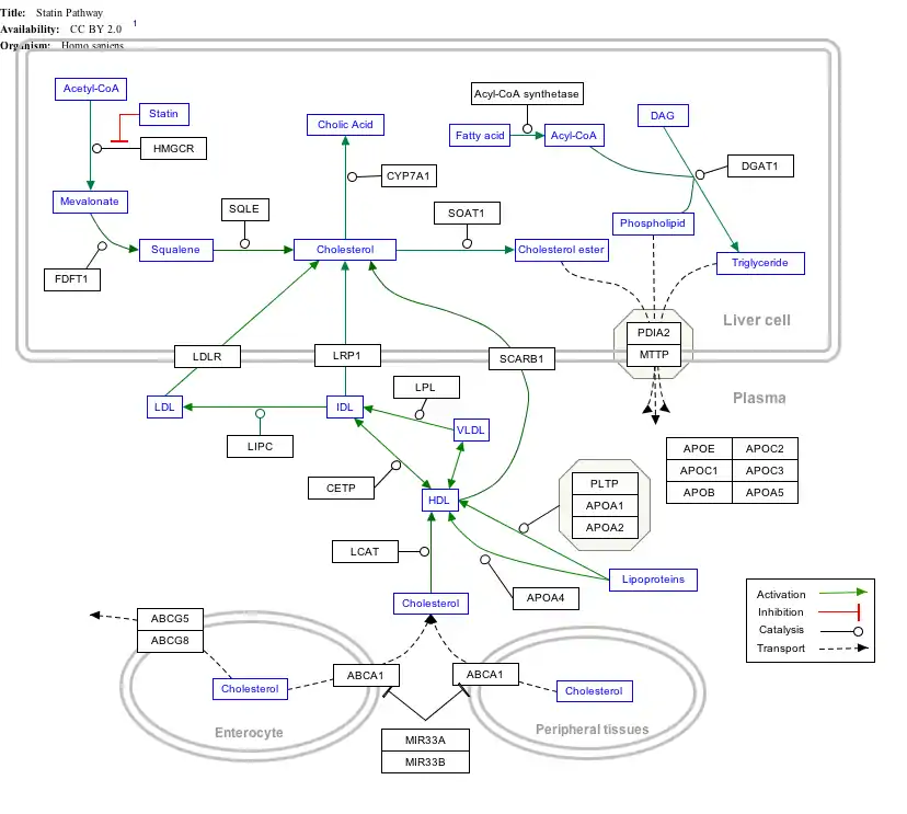 Statin_Pathway_WP430