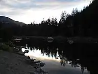 A river running through a pine tree forest