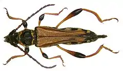 Mounted specimen