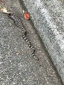 Stephens' Banded Snake on roadside