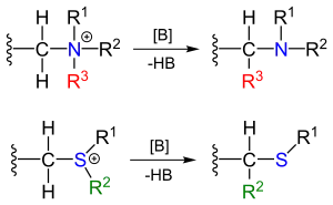 Stevens rearrangement overview