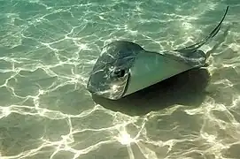 Stingray City