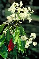 Inflorescence