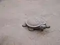 Stone turtle inside the palace