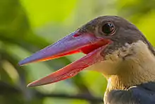 Stork-billed Kingfisher in Baranagar