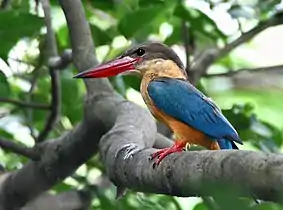 In Kolkata, West Bengal, India.