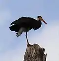 Storms stork bird in the wild