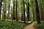 Forest with undergrowth.