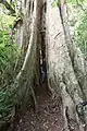 A strangler fig in the refuge