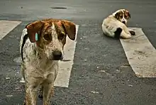 Perro sato(Canis familiaris)