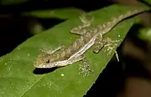 Norops: About 190 species from Mexico, Central and South America, Cuba, Jamaica, Cayman and Bahamas (shown: Norops poecilopus)