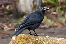 A black crow-like bird with a heavy bill and yellow eyes sits on a rock with some bushland in the background.