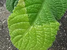 Close-up of a Streptocarpus leaf showing winter abscission line