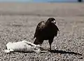 Subadult striated caracara feeding on a dead gentoo penguin chick