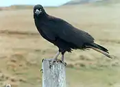 Juvenile (2 year old) striated caracara