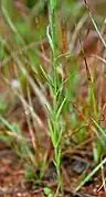 Striga densiflora in Hyderabad