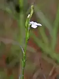 Striga densiflora in Hyderabad, India