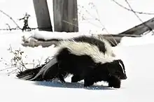 Striped skunk, Mephitis mephitis, has conspicuous warning coloration with reversed countershading, alerting predators to its powerfully defensive stink.