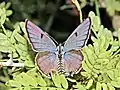 Dorsal view (male)