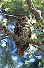 Socorro County contains thousands of acres of critical habitat for the threatened Mexican spotted owl.