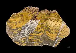 One of the oldest life forms, a Stromatolite of Paleoarchean  age – 3, 600 to 3, 200 million years ago (Mya)