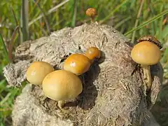 Protostropharia semiglobata growing on dung