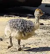 Ostrich chick