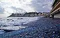 Blue Velella covering Sturla beach