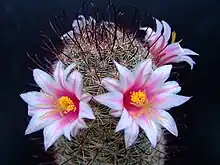 Mammillaria sheldonii