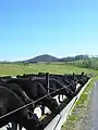 Black Angus Cattle