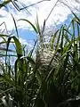 Sugarcane flowering