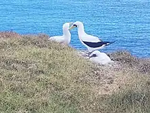 Two white birds and a fluffy white chick in long grass with sea in background