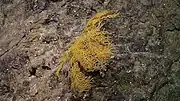 A deepwater sea fan.