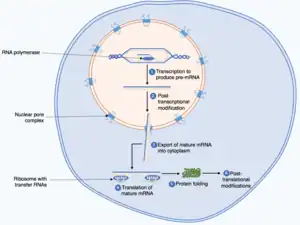 A nucleus within a cell showing DNA, RNA and enzymes at the different stages of protein biosynthesis