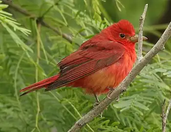 Eastern race P. r. rubraSouth Padre Island, Texas