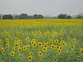 Sunflower fields near Buddinni