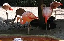 Chilean flamingoes eating, drinking, and preening in St. Petersburg, Florida; flamingos (as well as penguins and other species) sometimes form committed same-sex relationships that can involve sex, traveling and living together, and raising young together.