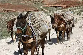 Mule train from Supai carrying U.S. Postal Service boxes rooms at Havasupai Lodge