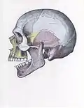 Side view of the skull with superior dislocation of jaw.