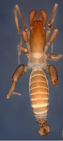 A Surazomus saturninoae with a long body, small pedipalps and missing a leg and a short, stubby flagellum.