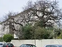 Large, spreading tree with Victorian houses beyond.