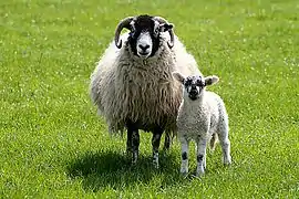 A Swaledale ewe and lamb