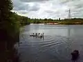 Mute swan and cygnets on the main lake at Sheepwash.