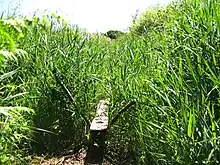 Two wooden posts set in the ground and crossing at an angle support a wooden board, which disappears into tall green reeds