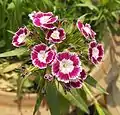 Pink sweet william with white halo